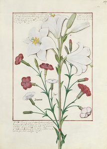 Illustration du Livre des simples médecines par Mattheaus Platearius 149r